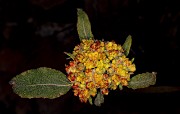 Eriogonum 18-9378